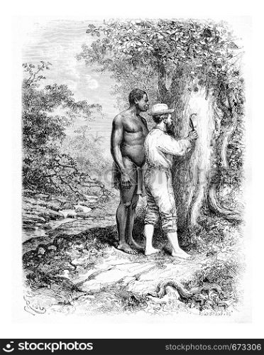 Carving Initials on a Tree in Oiapoque, Brazil, drawing by Riou from a sketch by Dr. Crevaux, vintage engraved illustration. Le Tour du Monde, Travel Journal, 1880