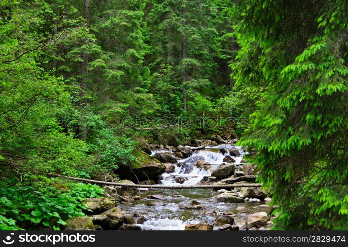 Cascades on a clear creek in a forest