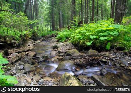 Cascades on a clear creek in a forest