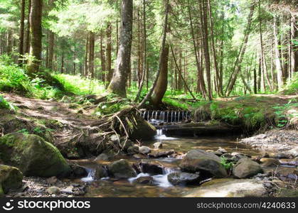 Cascades on a clear creek in a forest