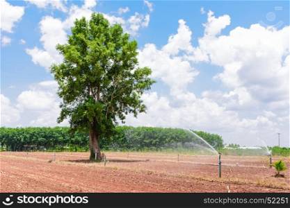 Cassava cultivation
