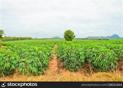 Cassava cultivation in Thailand