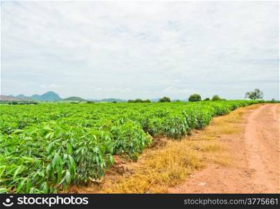 Cassava farm