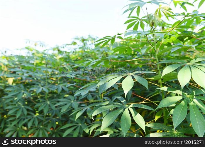 Cassava leaves crops in green, tropical tree plant cassava plantation green fields nature agricultural farm plant tree