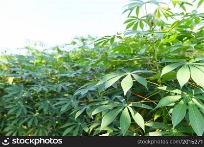 Cassava leaves crops in green, tropical tree plant cassava plantation green fields nature agricultural farm plant tree