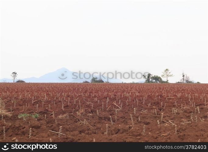 Cassava plantation with blue sky