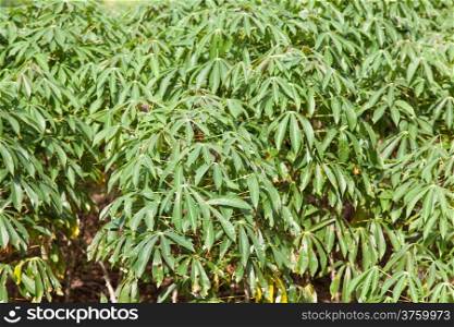 Cassava tree Arable farming area in provincial areas and crops.