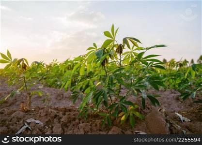 cassava tree in farm and sunset
