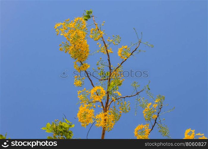 Cassia Fistula in clear blue sky. national tree of Thailand in summer