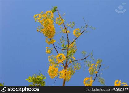 Cassia Fistula in clear blue sky. national tree of Thailand in summer