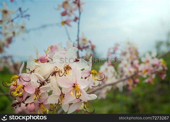 Cassia fistula tree blossom in spring season in the Hawaii, USA
