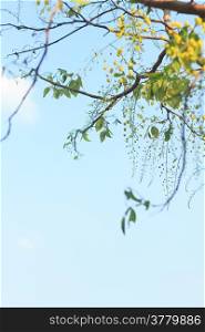 Cassia fistula with blue sky