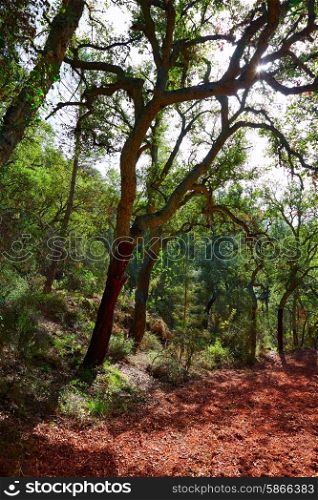 Castellon alcornocal in Sierra Espadan cork tree forest in Valencian Community of Spain