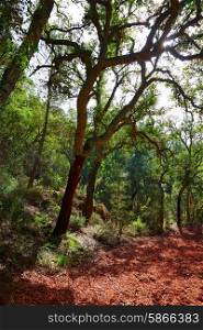 Castellon alcornocal in Sierra Espadan cork tree forest in Valencian Community of Spain