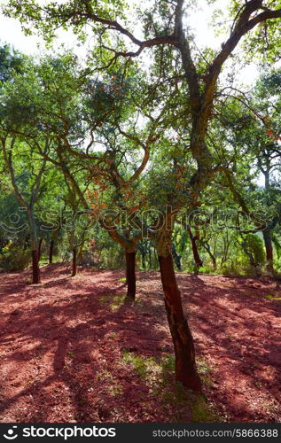 Castellon alcornocal in Sierra Espadan cork tree forest in Valencian Community of Spain