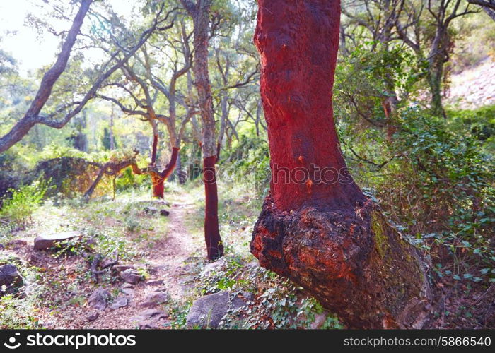 Castellon alcornocal in Sierra Espadan cork tree forest in Valencian Community of Spain