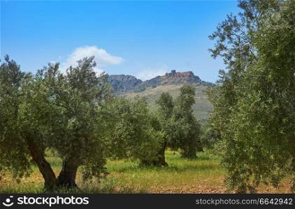 Castile La Mancha olive trees in Cuenca by Saint James Way of Levante Spain