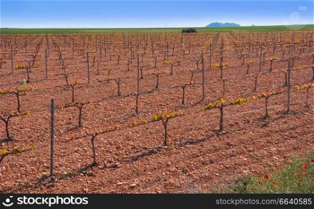 Castile La mancha vineyard on Saint James Way of Levante Spain