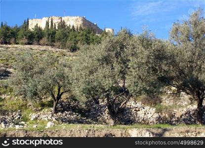 Castle on the hill and olive trees