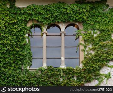 Castle window with ivy in Slovenia