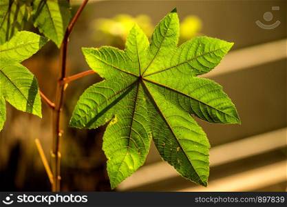 castor-oil plant with leaf