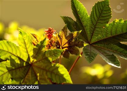 castor-oil plant with leaves and flower