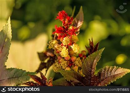 castor-oil plant with leaves and flower
