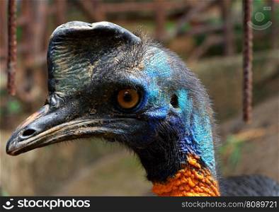 casuarius bird animal beak eye