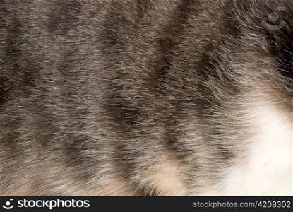 cat&acute;s fur texture