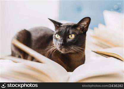 cat amidst books
