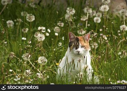 Cat among grass and plants on spring meadow