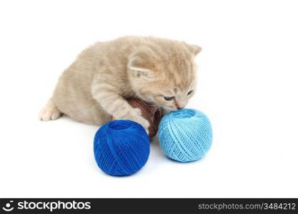 cat and blue wool ball isolated on white