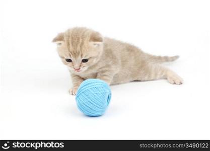 cat and blue wool ball isolated on white