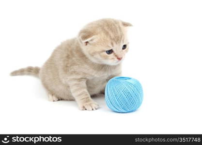 cat and blue wool ball isolated on white