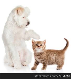 cat and dog on a white background. Friends