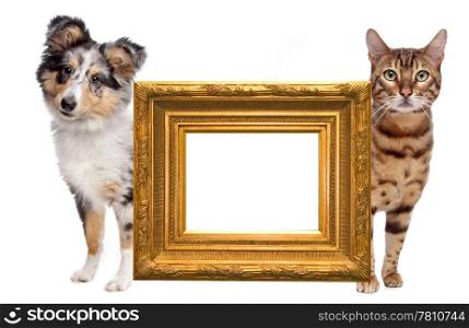 Cat and dog side to side. Cat and dog side to side. in the middle an empty golden picture frame