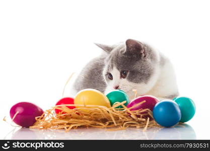 cat and easter eggs on white background. funny british kitten with Easter egg