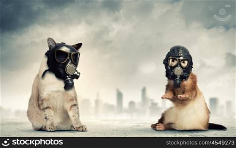 Cat and ferret in gas masks. Cat and ferret in gas masks. Ecology concept