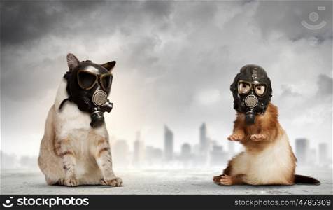 Cat and ferret in gas masks. Cat and ferret in gas masks. Ecology concept