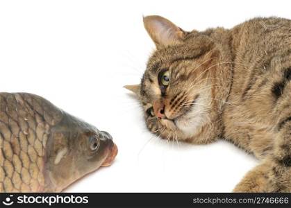 cat and fish isolated on a white