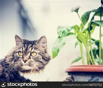 Cat and flowers pot, outdoor