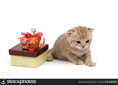 cat and gift isolated on white background