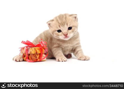 cat and gift isolated on white background