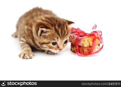 cat and gift isolated on white background