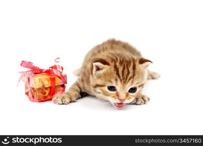 cat and gift isolated on white background