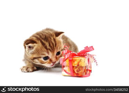 cat and gift isolated on white background