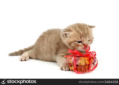 cat and gift isolated on white background