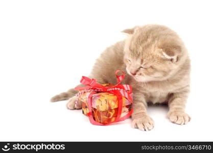 cat and gift isolated on white background