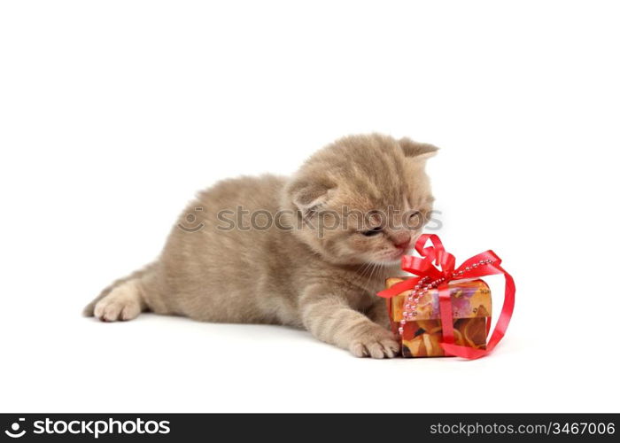 cat and gift isolated on white background