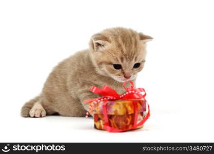 cat and gift isolated on white background